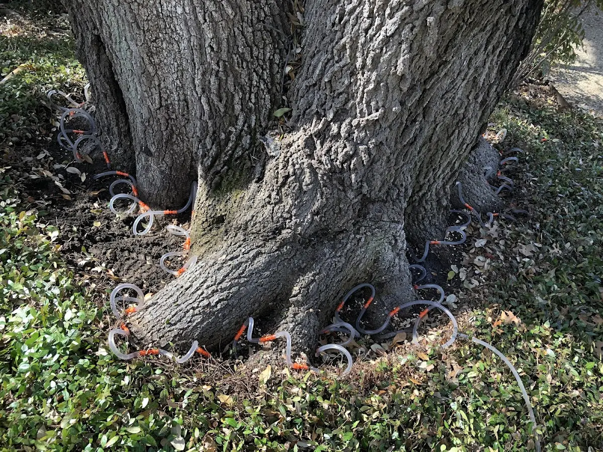 Detailed Tree Cabling and Bracing job site in Farmingdale