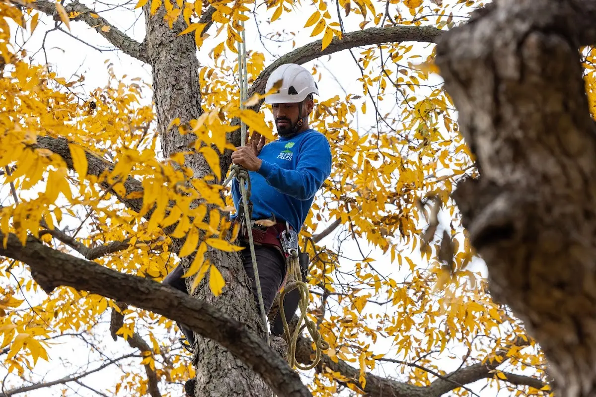 Skilled Tree Trimming crew working in Farmingdale